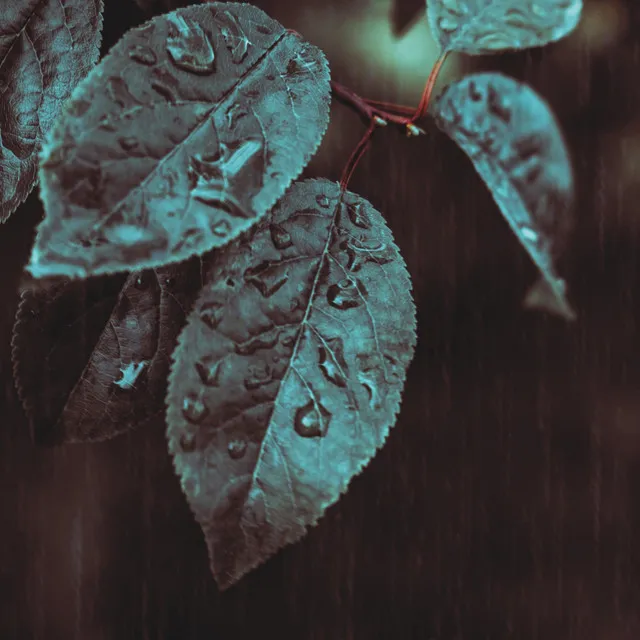 Sumy