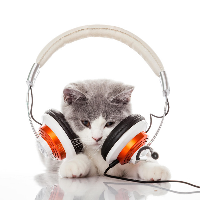 Go Cat Go